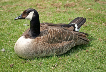 greater canada goose