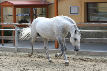 Lipizzaner beim Toben