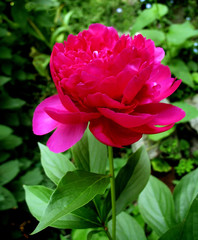 pink peony in garden