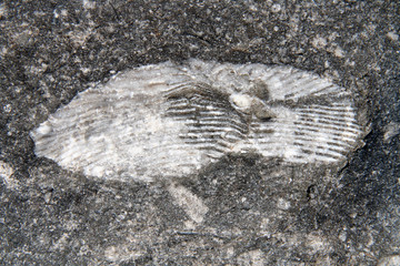 trilobite cast fossil