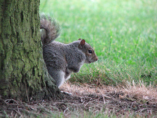 stumpy squirrel hides out