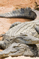 crocodiles