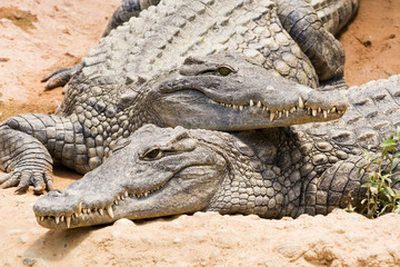 crocodiles