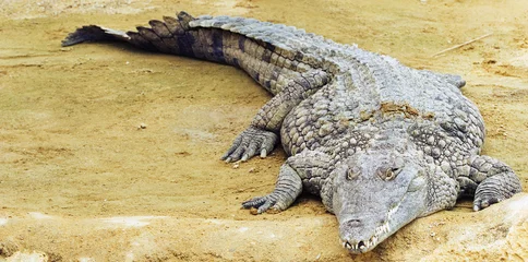 Brushed aluminium prints Crocodile crocodile