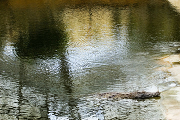 crocodile