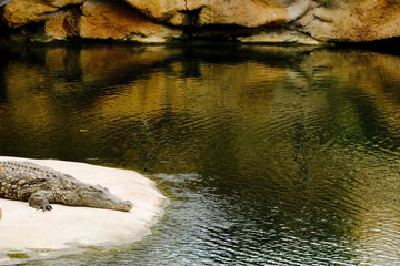crocodile