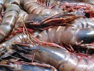 crustacés