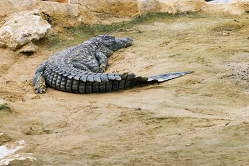 crocodile