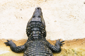 crocodile