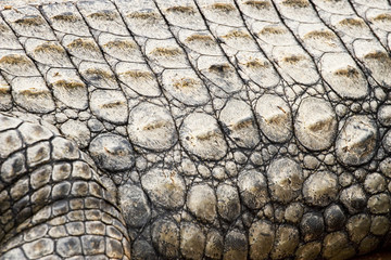 crocodile