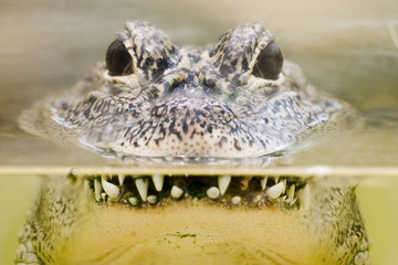 crocodile