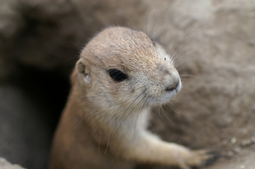 prairiedog