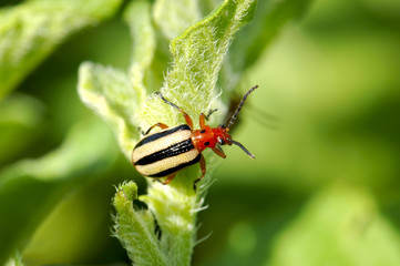 three lined potato beetle