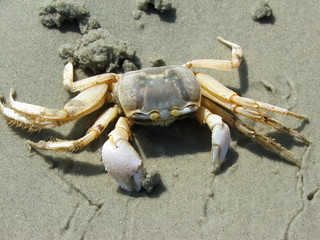 ghost crab 2