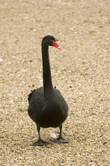 Obraz premium black swan