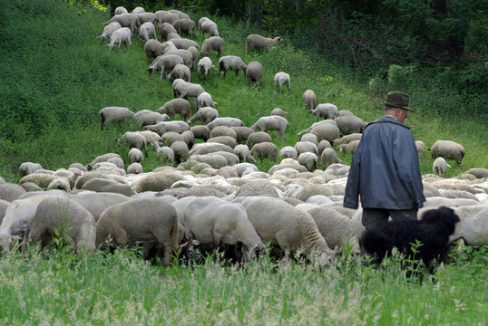 Der Hirte