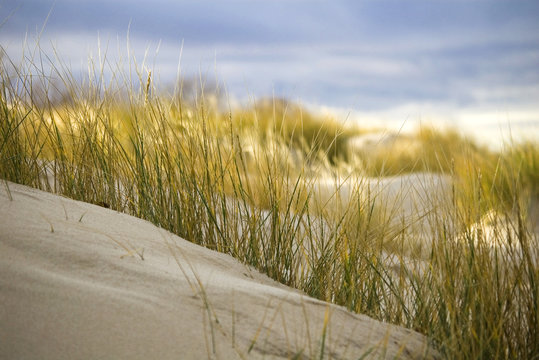 dune#2