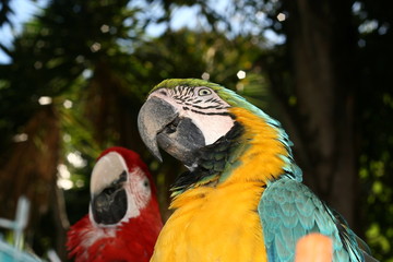 guacamayas