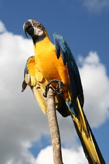 guacamaya amarilla