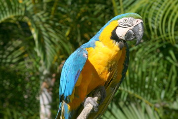 guacamaya