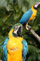 guacamayas