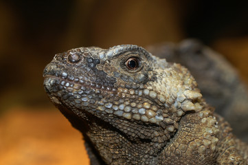 black chuckwalla