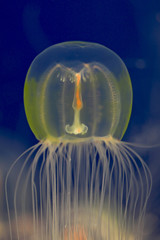 jellyfish