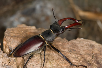 stag beetle (lucanus cervus)