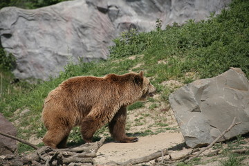 Kodiakbär