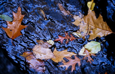 Wet leaves
