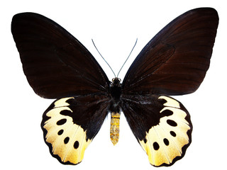 papillon © pandore