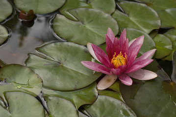 Pink exotic waterlily blooming in pond