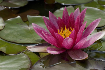 Pink exotic waterlily blooming in pond