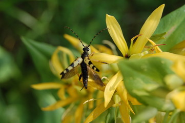 Fototapeta premium vol