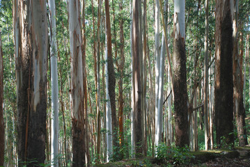 eucalyptus trees, india