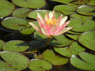 flower of a water lily