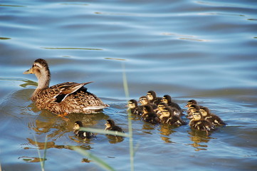 Duck with ducklings