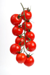 tomatoes on the vine against white background