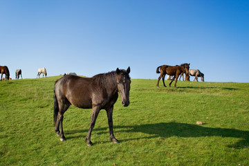 Herd of horses on a pasture