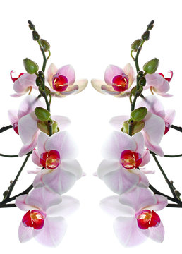 Isolated white and pink moth orchid ( Phalaenopsis )