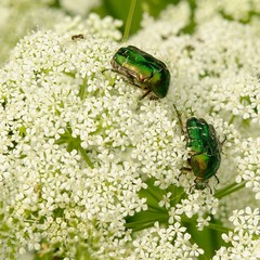 Two green beetles on the white flower
