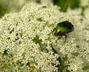 A green beetle on the white flower