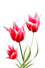 Bunch of variegated red and white tulips in a row