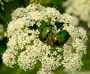 Two green beetles on the white flower 