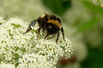 Large bumblebee gathers pollen on the flower 
