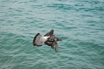 vol pigeon