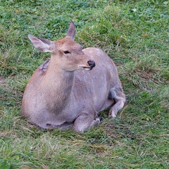 deer with green grass at background                             
