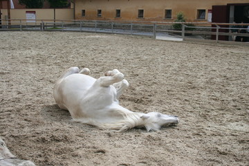 Lipizzaner beim Toben