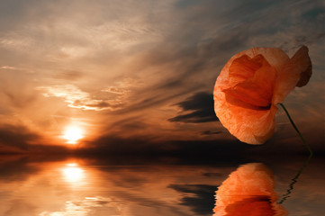 the poppy.