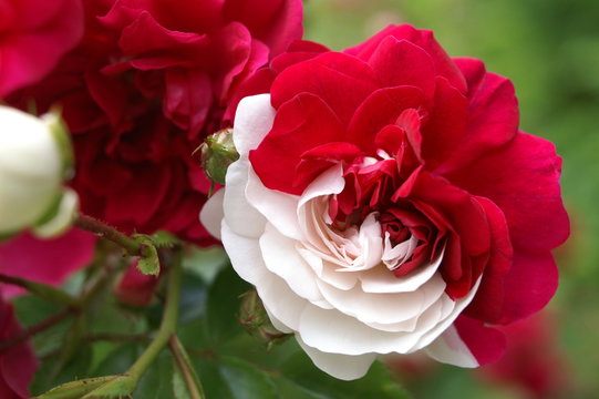 rose rouge ou blanche ?